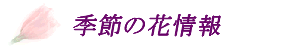 ��c��@��X�@�ԉ��@�ԏ��
