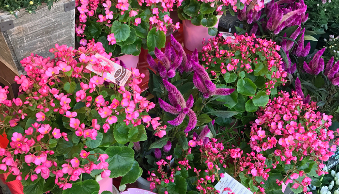 大田区大森の花屋 大花園のコンセプト 大花園 だいかえん 東京都大田区山王大森の花屋です