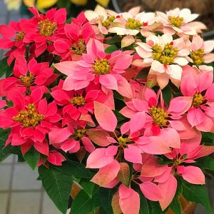 東京都大田区山王　大森の花屋　大花園（だいかえん）季節の旬な花をあなただけの贈り物に！上質でモダンな花贈りを大森スタイルでお届けします。クリスマスギフト