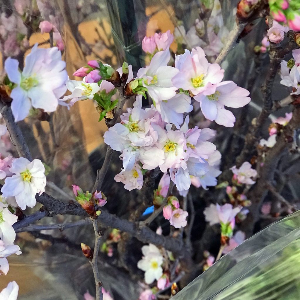 東京都大田区山王　大森の花屋　大花園（だいかえん）季節の旬な花をあなただけの贈り物に！上質でモダンな花贈りを大森スタイルでお届けします。さくらの日