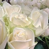 東京都大田区山王　大森の花屋　大花園（だいかえん）季節の旬な花をあなただけの贈り物に！上質でモダンな花贈りを大森スタイルでお届けします。ホワイトデー