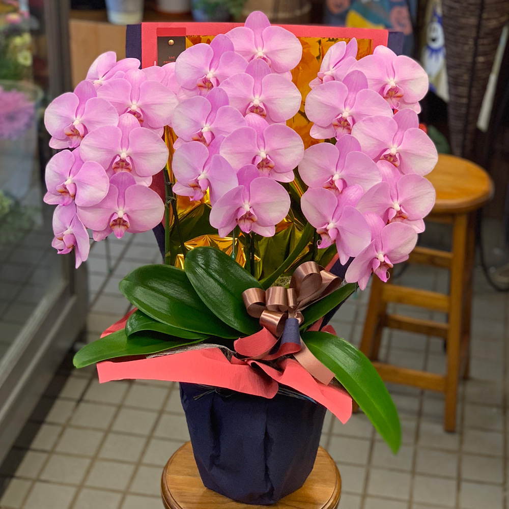 東京都大田区山王　大森の花屋　大花園（だいかえん）季節の旬な花をあなただけの贈り物に！上質でモダンな花贈りを大森スタイルでお届けします。ミニコチョウラン